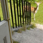 Hampton Court House Deer Hampton Court House